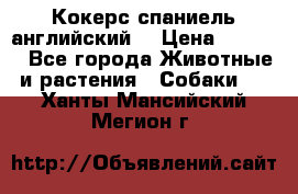 Кокерс спаниель английский  › Цена ­ 4 500 - Все города Животные и растения » Собаки   . Ханты-Мансийский,Мегион г.